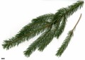 SpeciesSub: subsp. mexicana